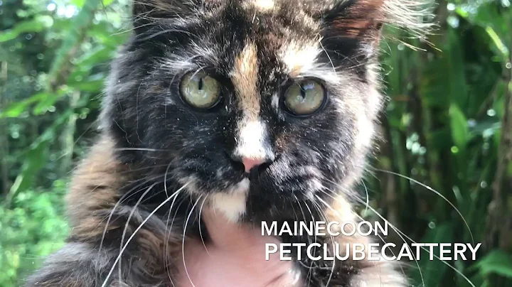 Watch the video about Petclube Cattery Maine Coon Ragdoll Gatos Gigantes Bengal e Bullies