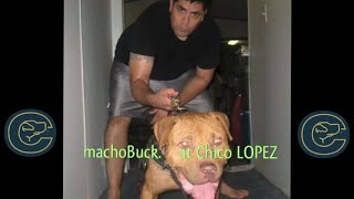 Real American Pit Bull Terrier . Chico López Con Macho Buck Y Salió De El Porque ? Que Pepa