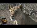 safariLIVE - Sunrise Safari - October 23, 2018