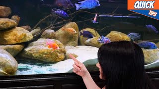 Quick Tips, Aquarium Heaters, The Best Heater To Have!