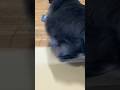 surprised cat　びっくりする猫