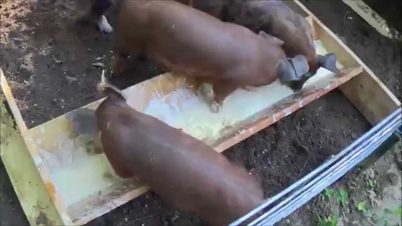 Feeder Pigs Day 1 They Arrive How To Raise Your Own Feeder Pigs