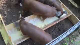 FEEDER PIGS. Day 1. They Arrive.  How To Raise Your Own Feeder Pigs.