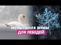 Птицы зимой: Спасать? Кормить? Не трогать?