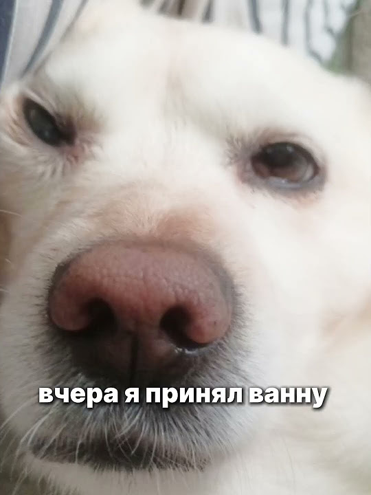 запомните, а то забудете (собачка моя) #memes #мемы #собачки - YouTube