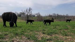 Virtual Field Day for Annual Forages