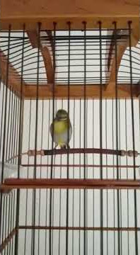 Buxto Poncol Koloni # Buxtomi Banten # Pleman tangsel # Pleci nembak jamtrok
