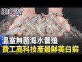 「生食等級」！？溫室無菌、海水養殖… 超費工高科技產出最鮮美白蝦！ 關鍵時刻20190312-2 黃世聰 謝龍介 吳子嘉