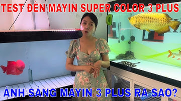 🔴PHUKIENCARONG.VN | TEST ÁNH SÁNG ĐÈN MAYIN SUPER COLOR 3 PLUS trên cá la hán khỉ đỏ