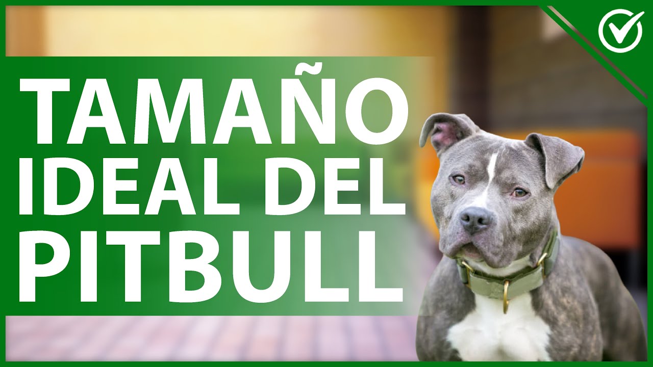 A Que Edad Se Calman Los Cachorros De Pitbull