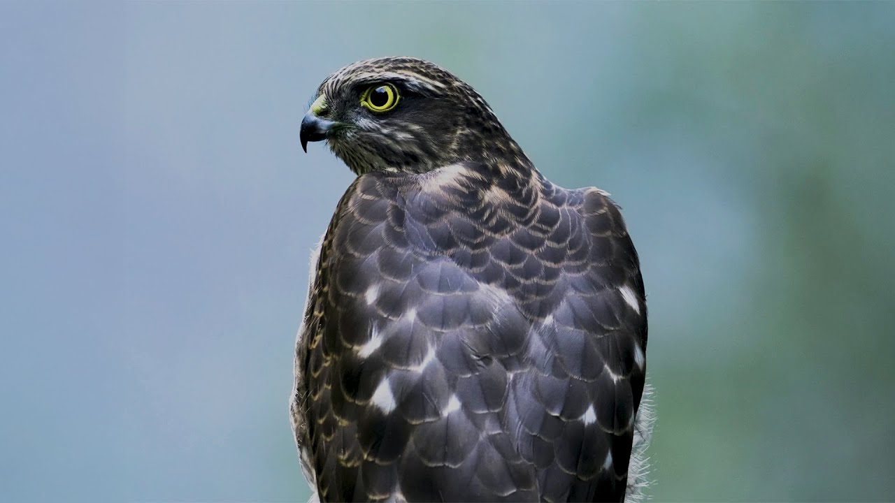 Yaşayan Kültür, Aktarılan Miras | Atmacacılık Belgeseli | Arhavi | Artvin