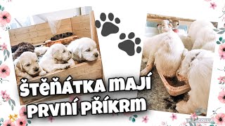 🐾ŠTĚŇÁTKA MAJÍ POPRVÉ JÍDLO 🐶| EasterVlogs #8