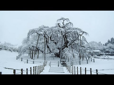 冬から春へ 福島の桜 From Winter To Spring Cherry Trees In Fukushima Youtube