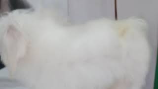 DOG BATH | LONG HAIR DOG BATH | DOG GROOMING | DOG VIDEO screenshot 1