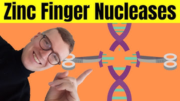 Zinc Finger Nucleases (ZFNs) Explained | Gene Editing Using ZFNs