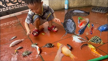 Chip Pi bắt con cá vàng cá nước ngọt , rùa con , cá trắm nhỏ , cá koi , cá nước mặn , vui đùa cá