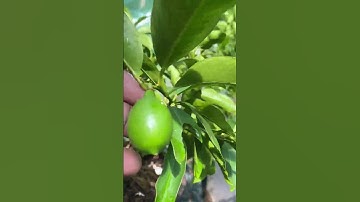 Citrus Trees Update