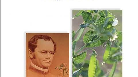 11.1 Gregor Mendel