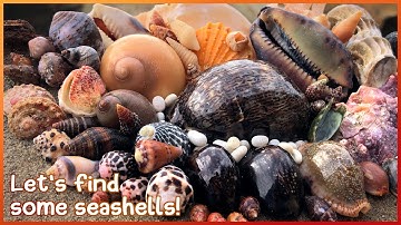 Finding Seashells in the Rock Pools | Nautilus Core [Virtual Shelling]
