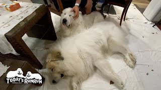 アランの居た場所に強引に割り込んだルンルンです　Great Pyrenees　グレートピレニーズ