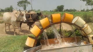 Traditional Irrigation Method of Punjab | Canal Water Lifting With Bulls OldCulture OldPunjab