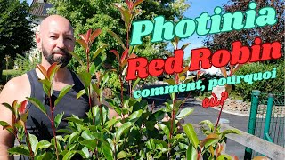 Le Photinia Red Robin