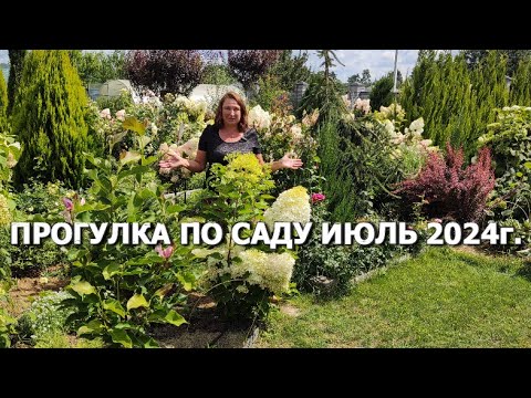 ПРОГУЛКА ПО САДУ ИЮЛЬ 2024г.: что сгорело на солнце, что неожиданно зацвело и ответы на вопросы