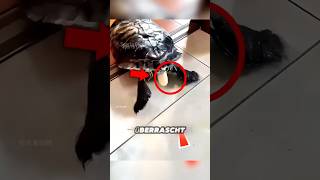 Dies geschah als diese Schildkröte plötzlich im Haus Eier legte