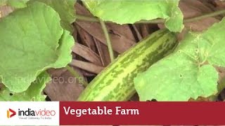 Vegetable Farm, Vellayani Agricultural College | India Video