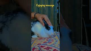 Molu enjoying massage #daily life #cute #soft screenshot 3