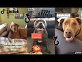 Tell Your Dog a Story With His Favourite Words TikTok Compilation