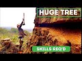 Cutting an 8ft tree with 36” bar | OLD GROWTH on the West Coast