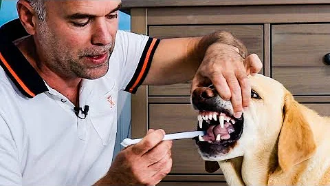 ¿Se pueden cepillar los dientes del perro con dentífrico humano?