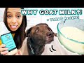 Goat Milk Healthy for Dogs?! + EASY Treat Recipe!!