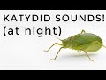 Katydid Sounds: How to identify these common noises heard at night!