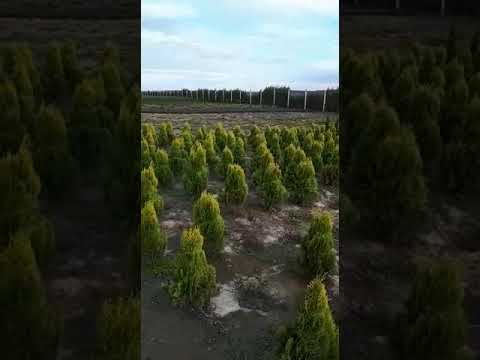 Pepiniera Tuia Langa Bucuresti Pepiniera Comana 0724 746 148 Youtube