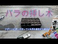 成功率高いバラの挿し木　小ポット挿し　Go Pro 宍粟市ケンちゃん