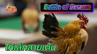 ประกวดไก่ซารามอ Battle ในงาน Poultry in motion นก เป็ด ไก่ ในวันพราวแสง