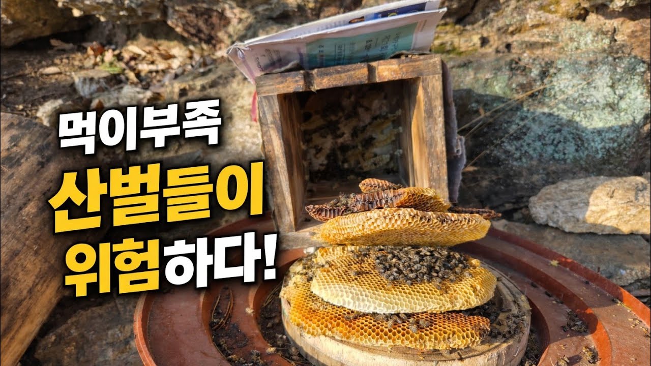 올해도 먹이 부족으로 아사하는 산벌들이 생겼습니다, 지금부터 먹이관리 잘해야 합니다,