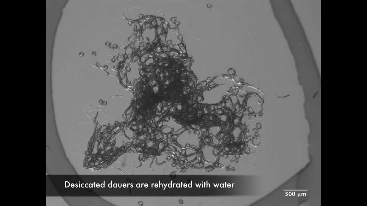 Resurrection of Worms