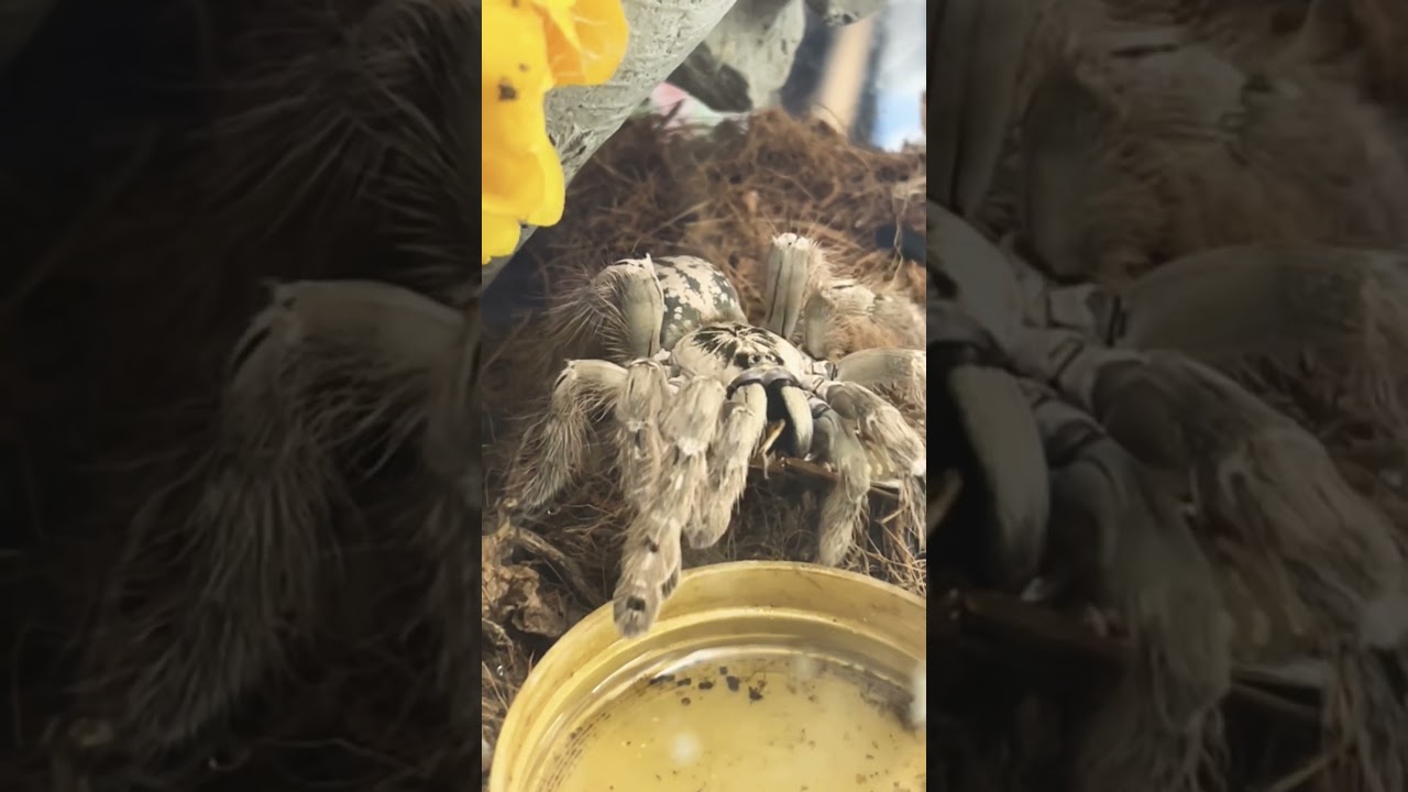 Heteroscodra maculata (Togo Starburst Baboon Tarantula) 