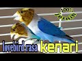 Lovebird ngekek panjang isian kenari || masteran lovebird jeda rapet