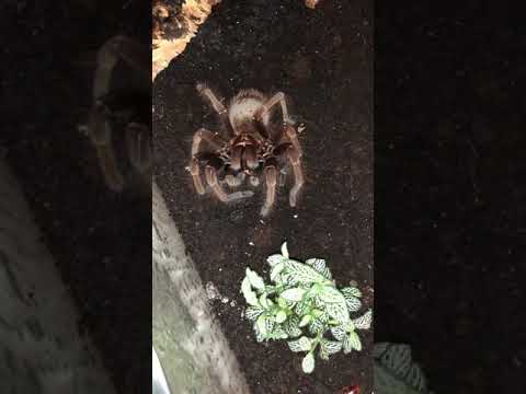 roach killer Short Tarantula Hunt