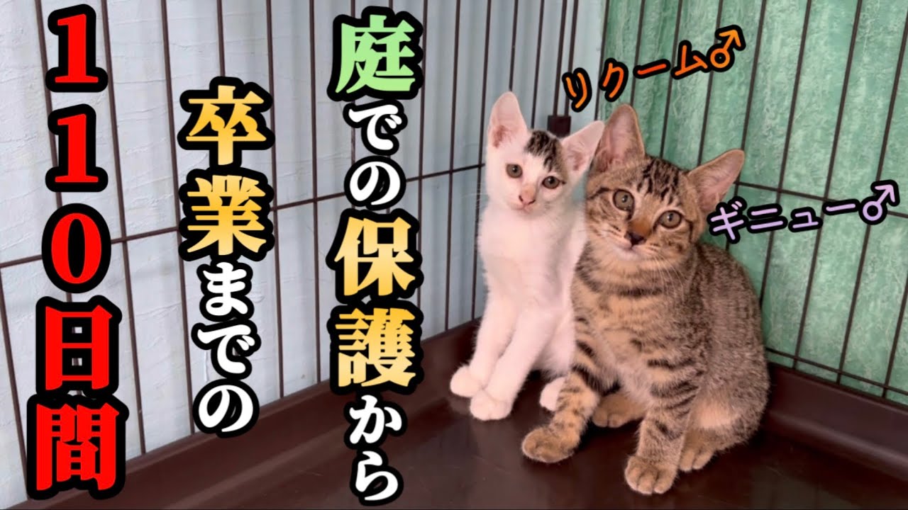 兄弟ずっと一緒…外でご飯をもらって生きていた子達達が巣立つまでの記録