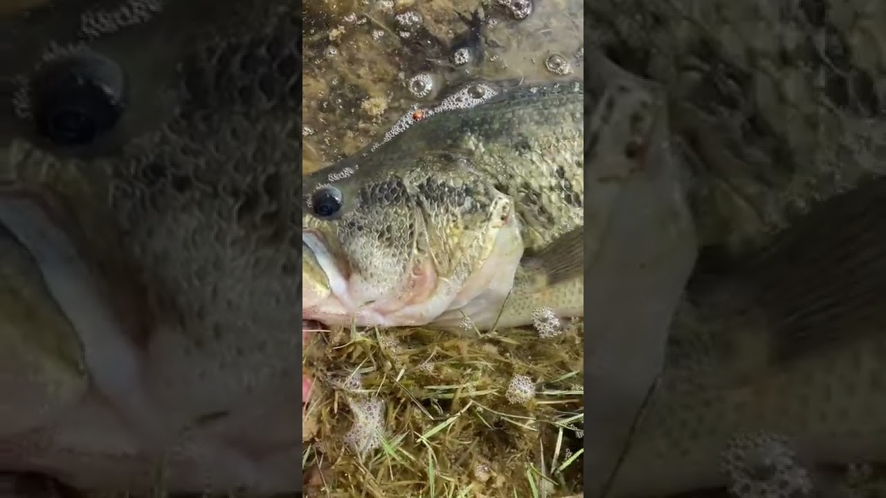 Sight fishing big bass🎣 #largemouthbass #bass #fishing #outdoors #catchandrelease