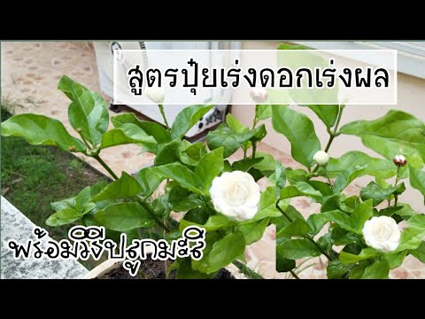 สูตรปุ๋ยเร่งดอกเร่งผลใช้ได้กับพืชทุกชนิด | พร้อมวิธีปลูกมะลิ