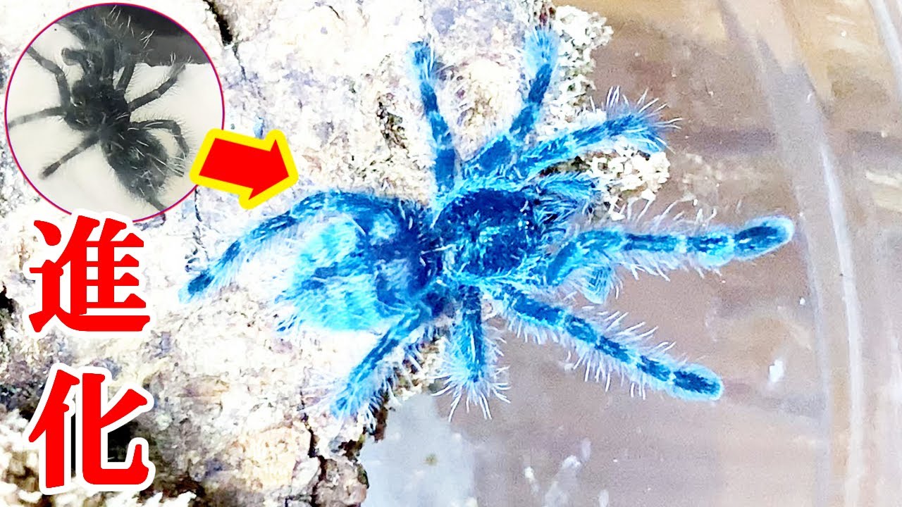 赤ちゃんタランチュラの簡単飼育方法 Youtube 赤ちゃんタランチュラの簡単飼育方法 Youtube