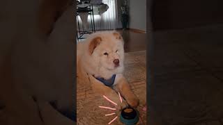 Puppy Chow learned to talk!  #puppy #cutepuppy #chowchow #dog #doglovers #training #viral #shorts