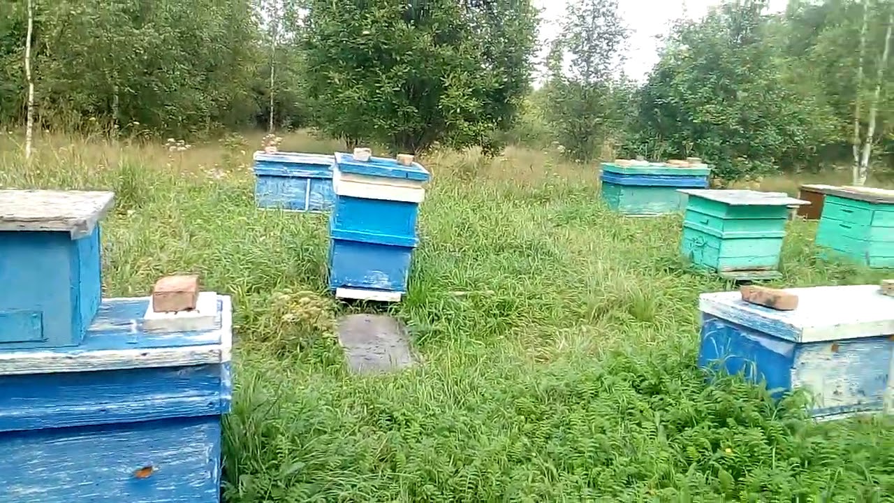 Грант на пасеку
