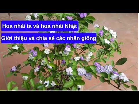 Video Giới thiệu và chia sẻ các nhân giống hoa nhài ta và... - youtube